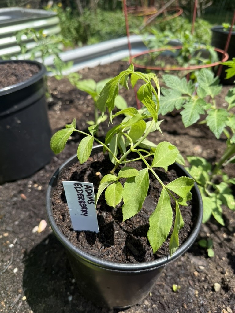 Adams elderberry plant in a pot
