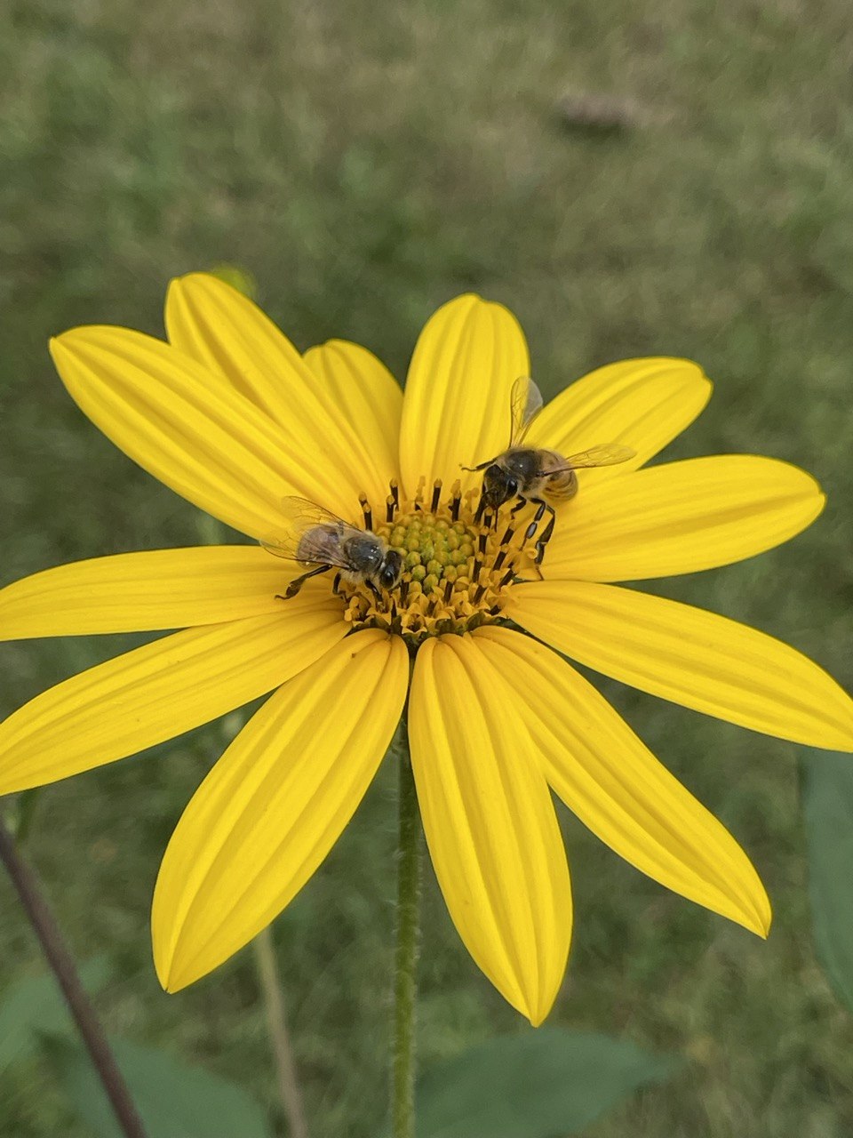 Two honeybees foraging on a Jerusalem artichoke bloom