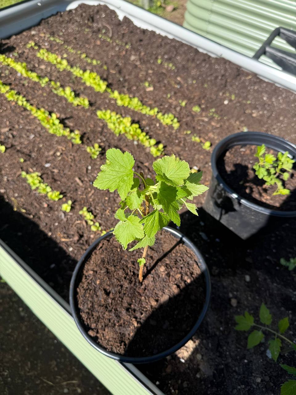 Two black currant plants in nursery pots next to a Birdies raised bed