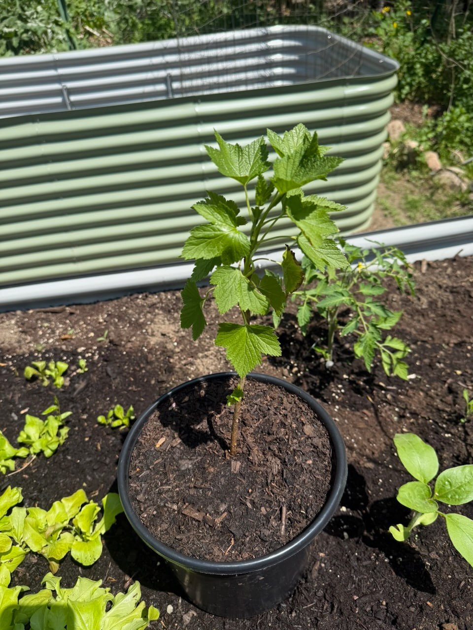 Black currant plant in a pot next to a Birdies raised bed