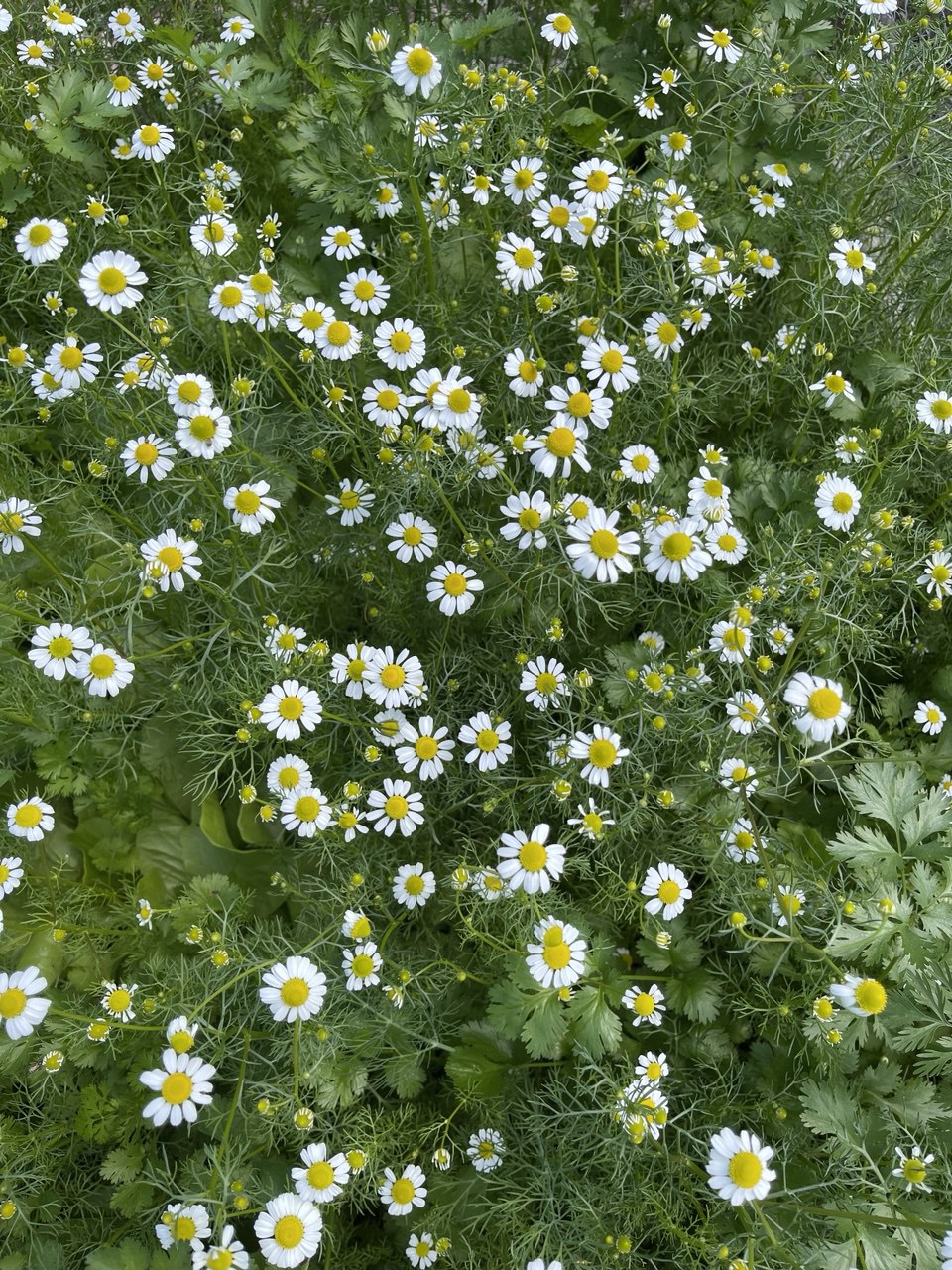 Chamomile in full bloom with dill and cilantro