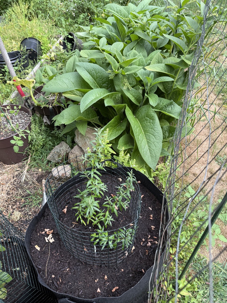 Comfrey and young sea berry in grow bag
