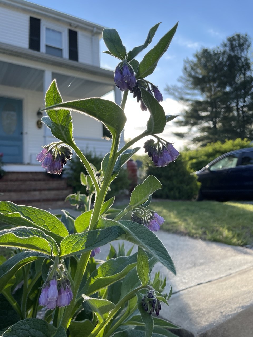 Comfrey plant with purple bell-shaped flowers