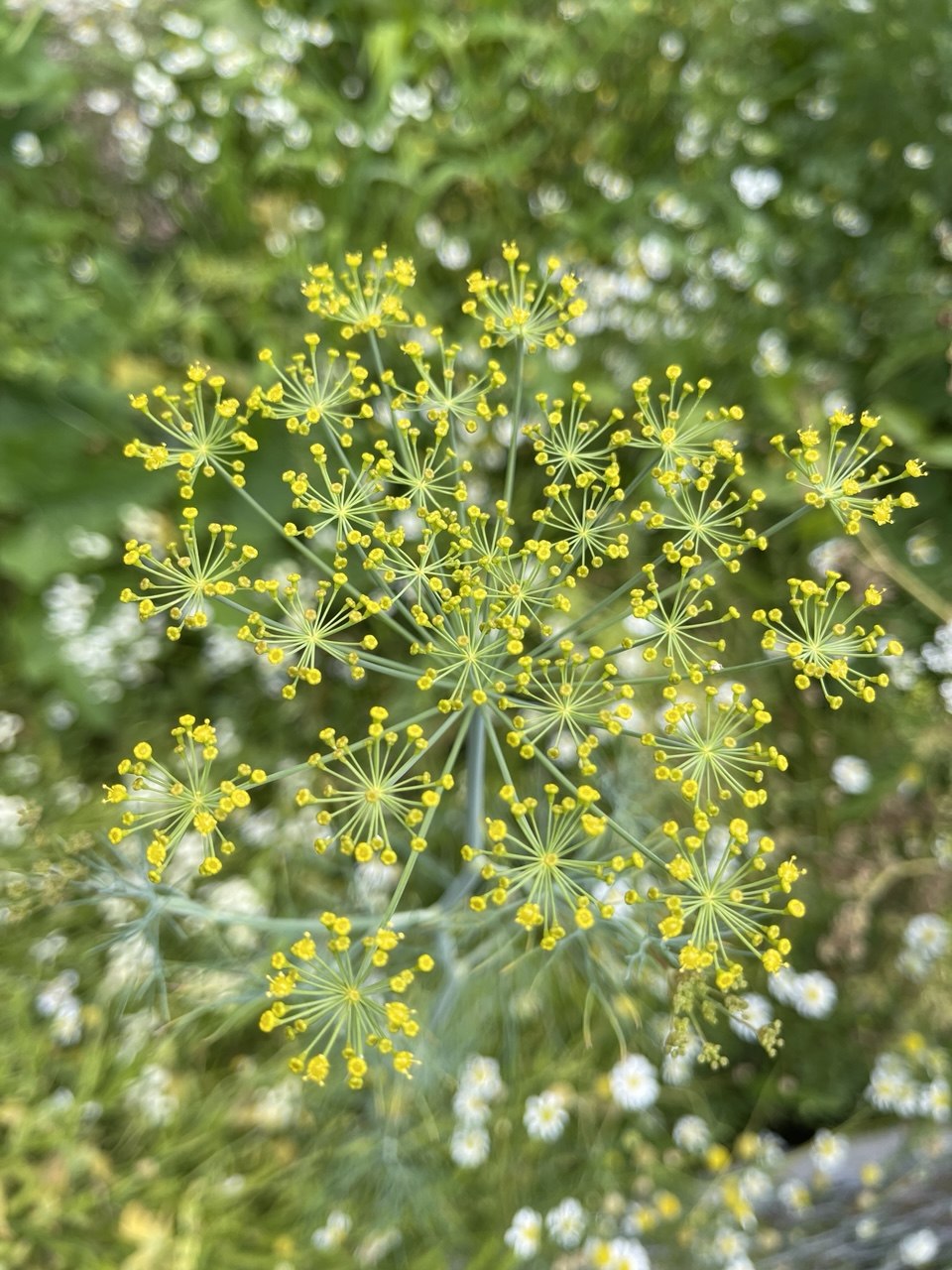 Dill plant with yellow umbrella-shaped flower heads in full bloom