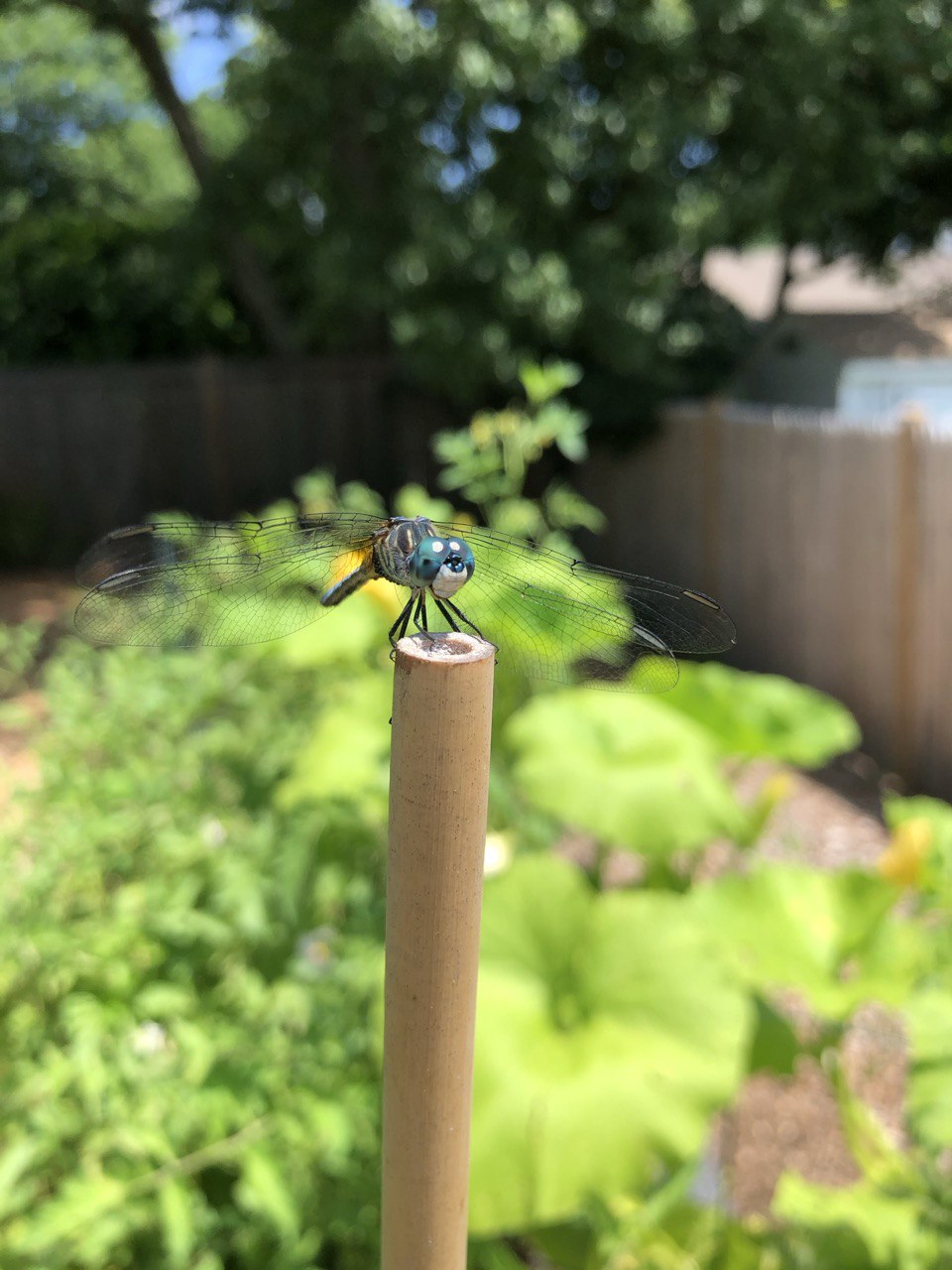 Dragonfly perched on a bamboo stake in the garden