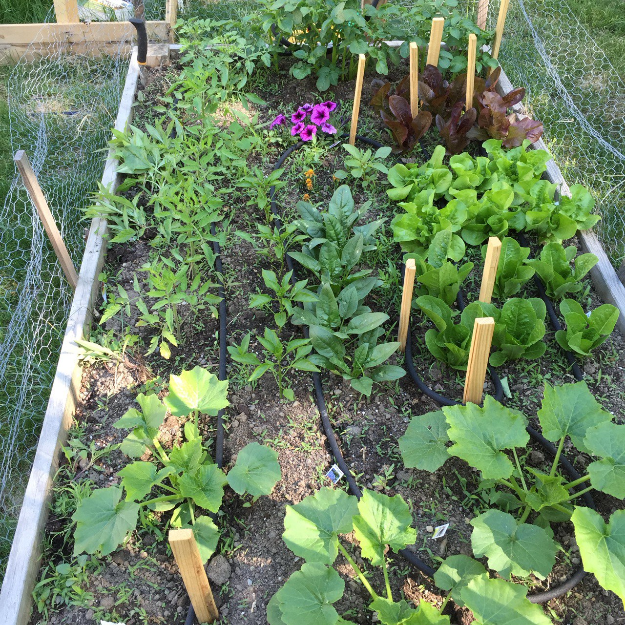 Raised bed early in the season