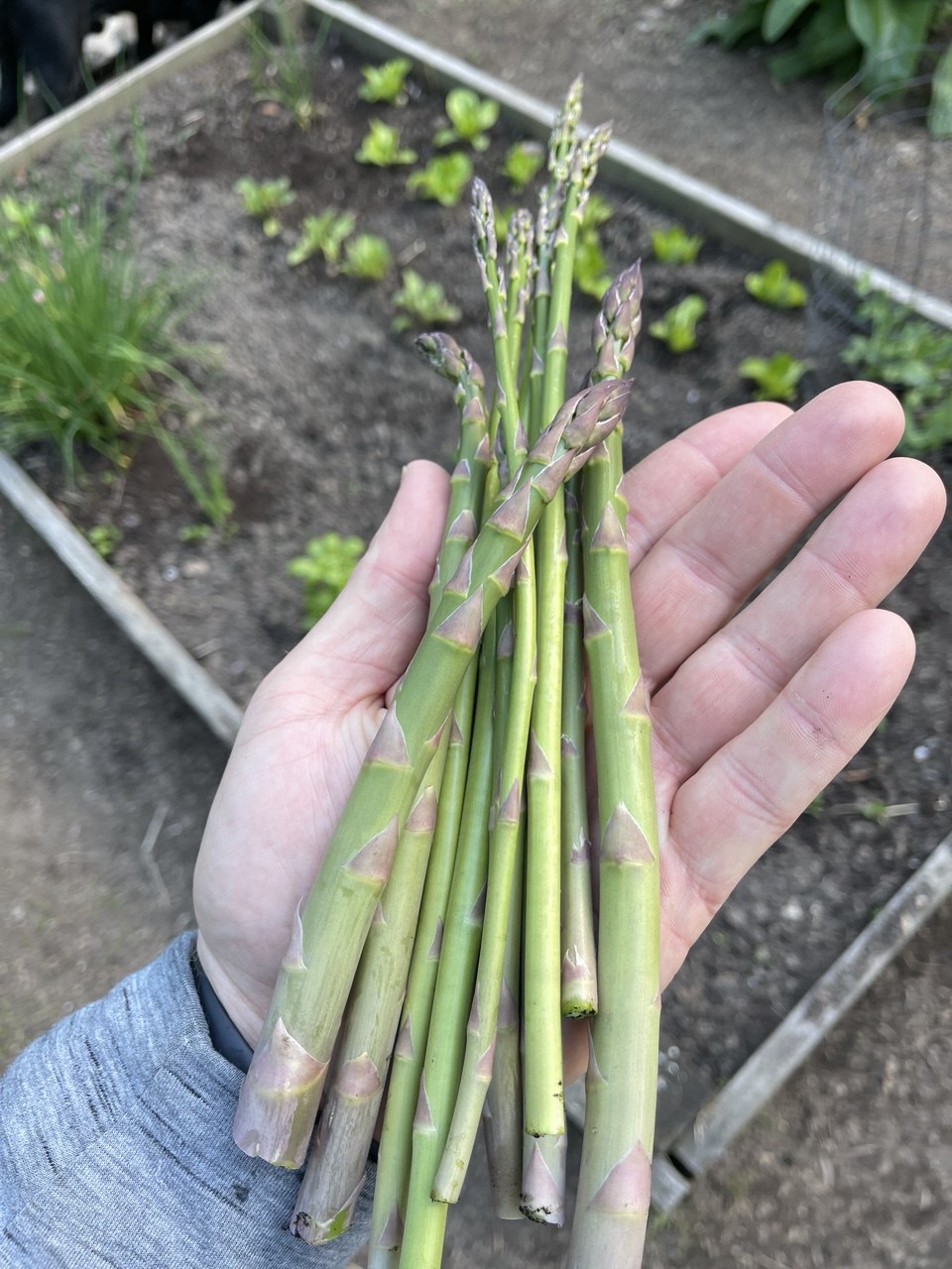 First asparagus harvest