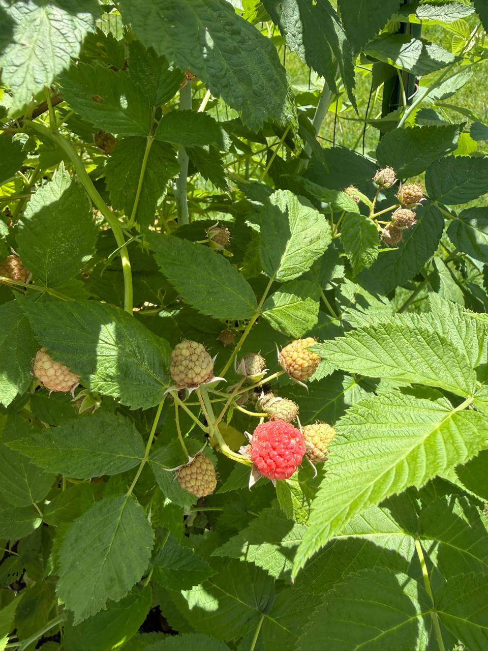 First red raspberry ripening on the cane among green leaves