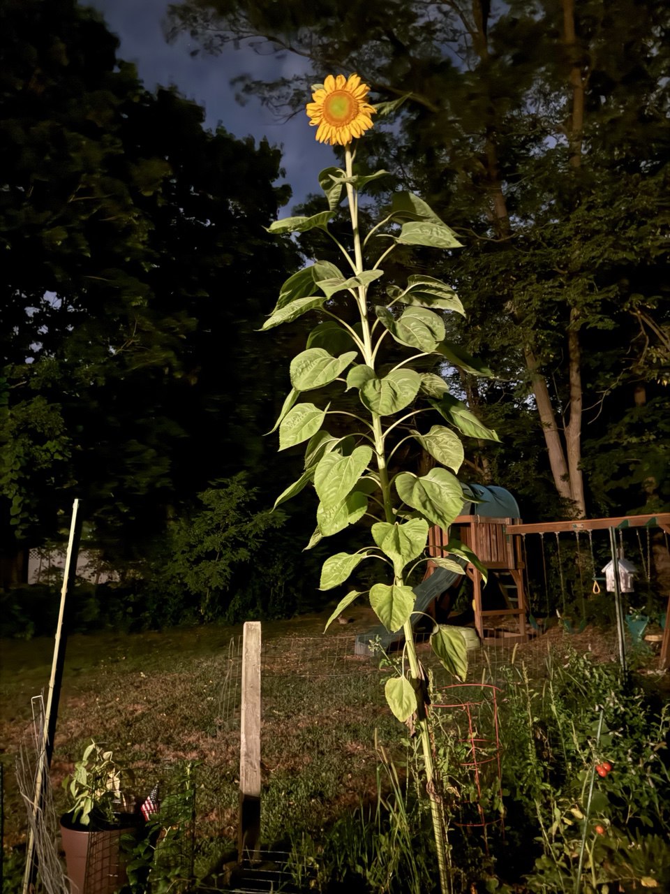 Giant sunflower at dusk