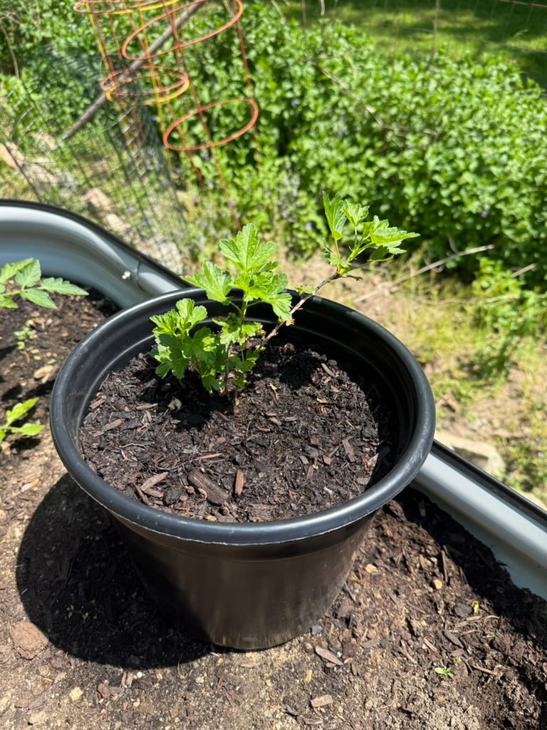 Gooseberry plant in a black pot next to a Birdies raised bed