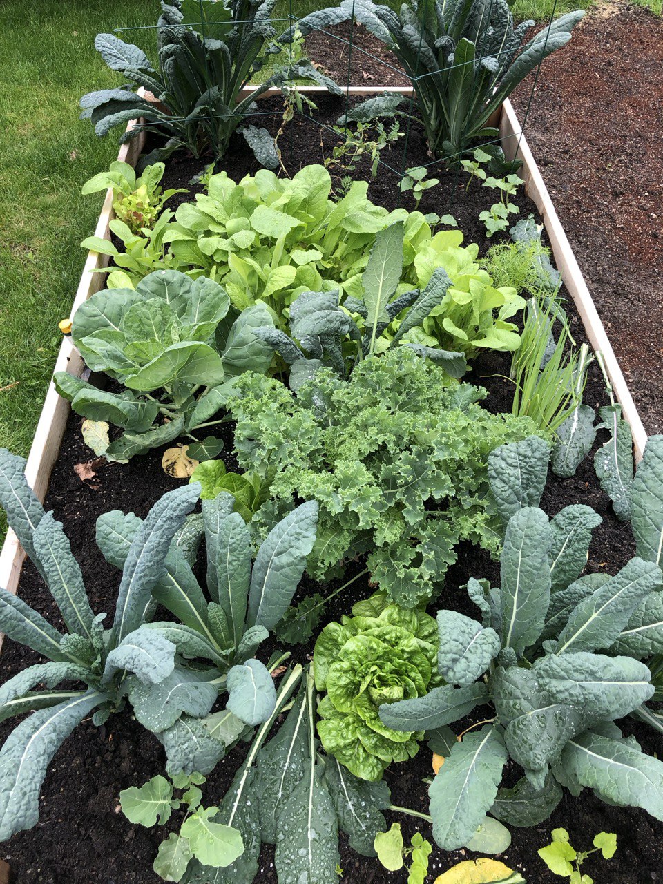 Raised bed full of greens