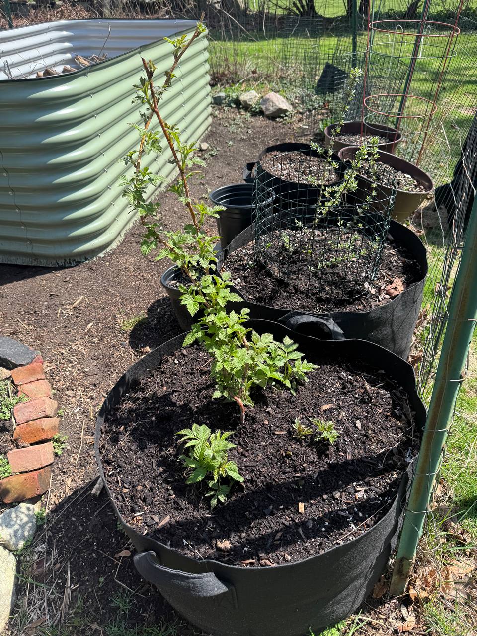 Black grow bags lined up along the fence with brambles and berry canes leafing out in spring