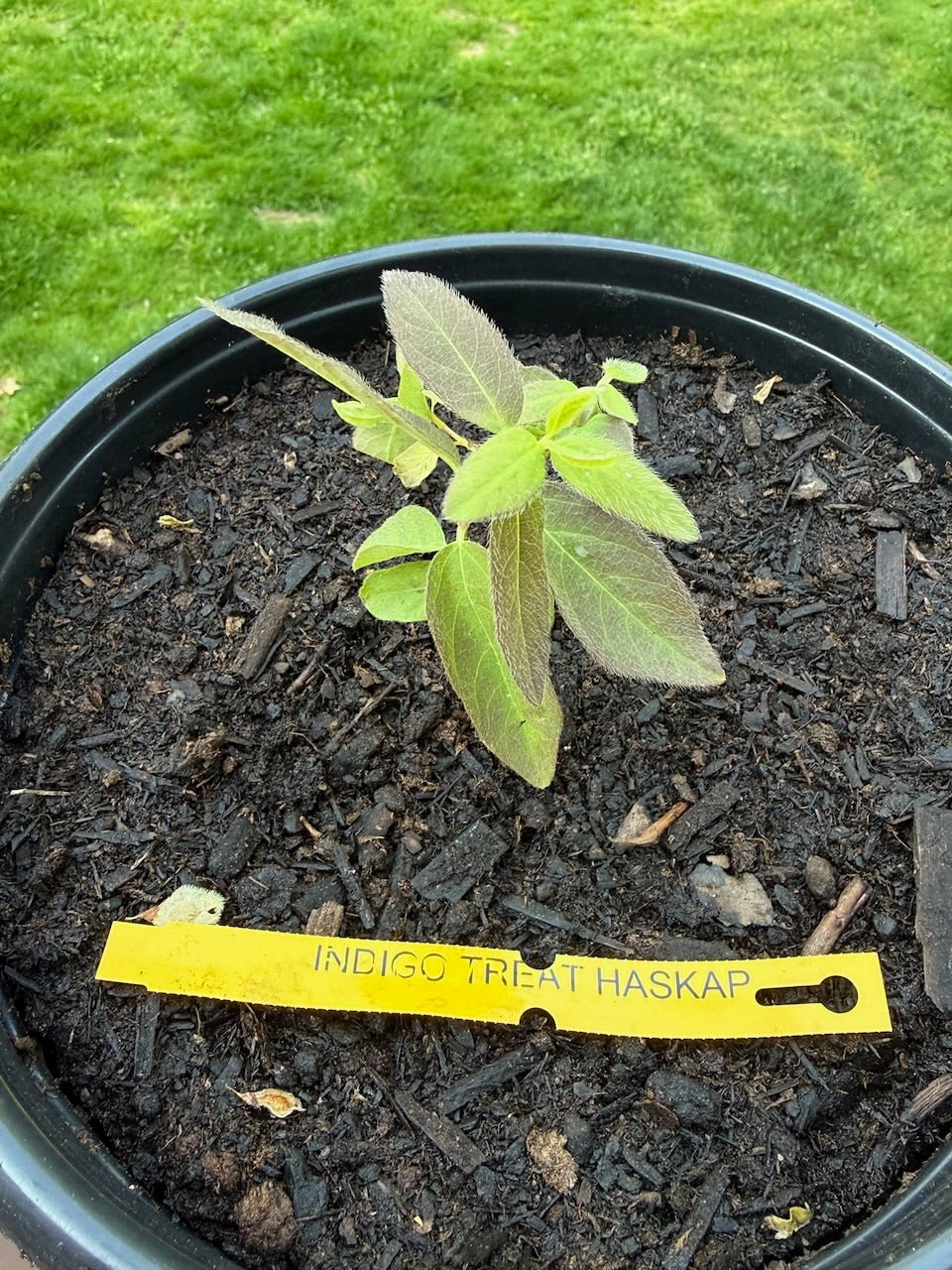 Indigo Treat haskap berry plant in a pot