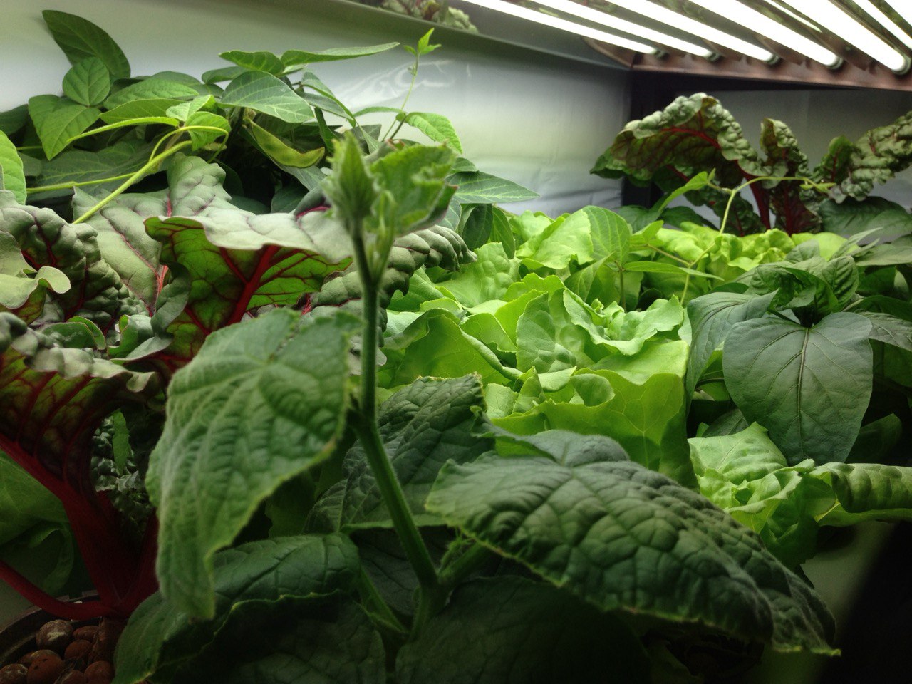 Indoor grow setup under grow lights