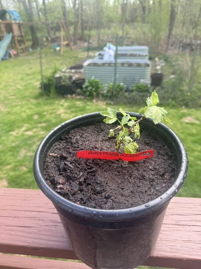 Jahn's Prairie Gooseberry (Ribes oxyacanthoides 'Jahn's Prairie') in a nursery pot