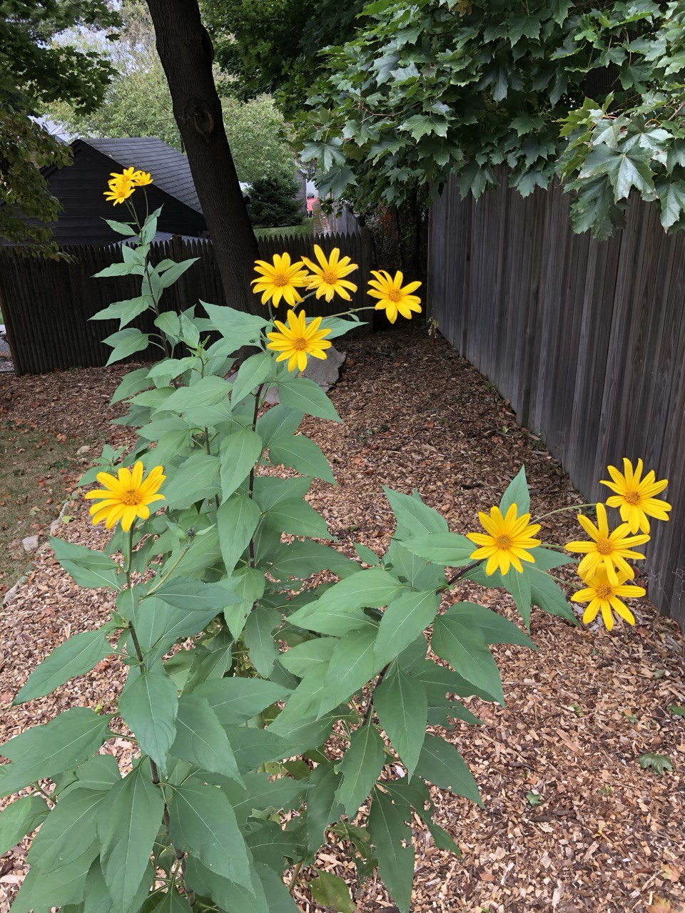 Jerusalem artichokes blooming along the fence