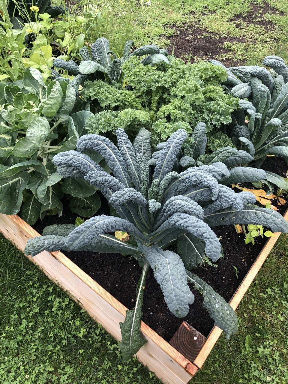 Giant lacinato kale in raised bed