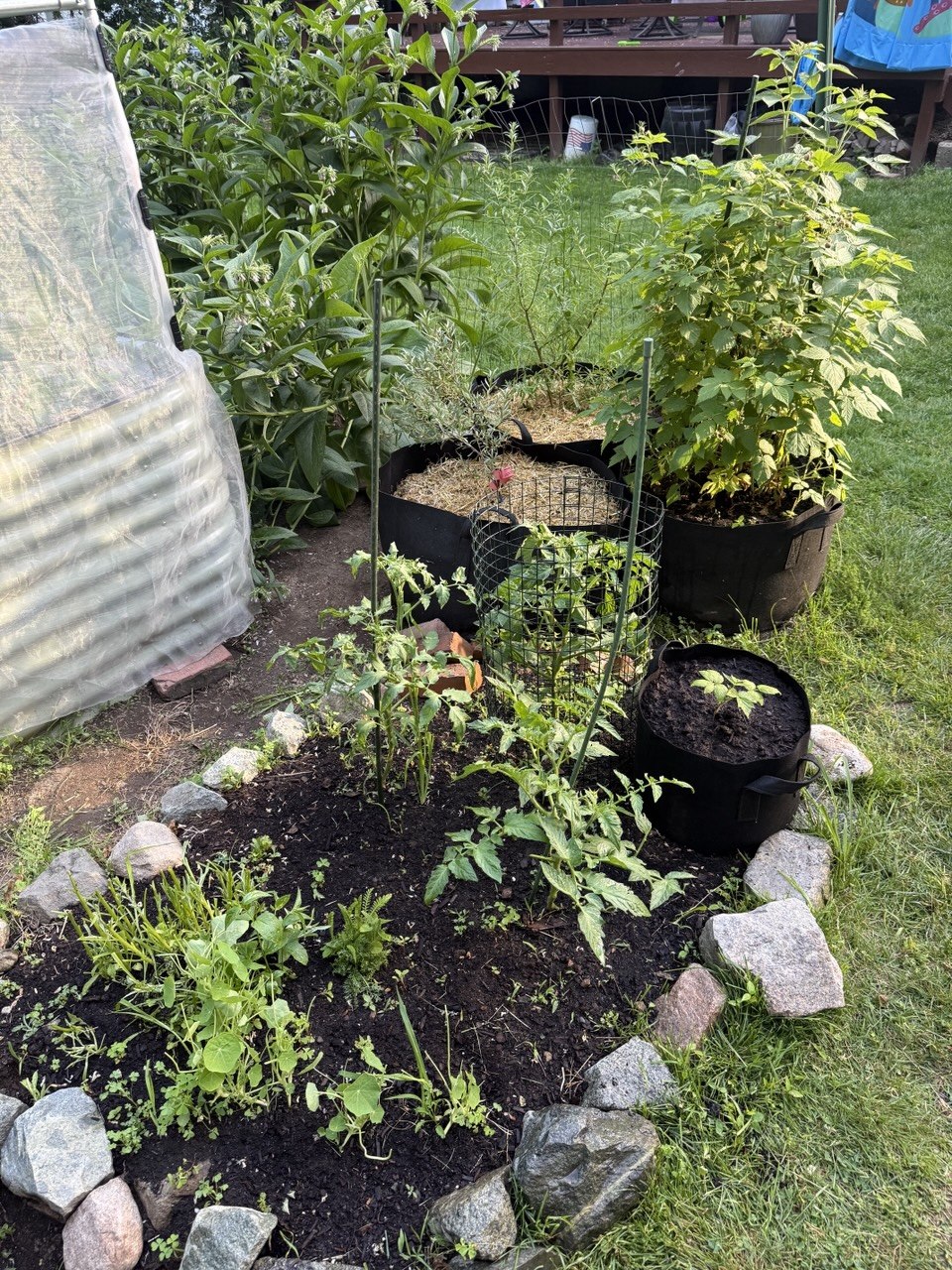 Perennial garden corner with comfrey, raspberries, tomatoes, and grow bags in summer growth