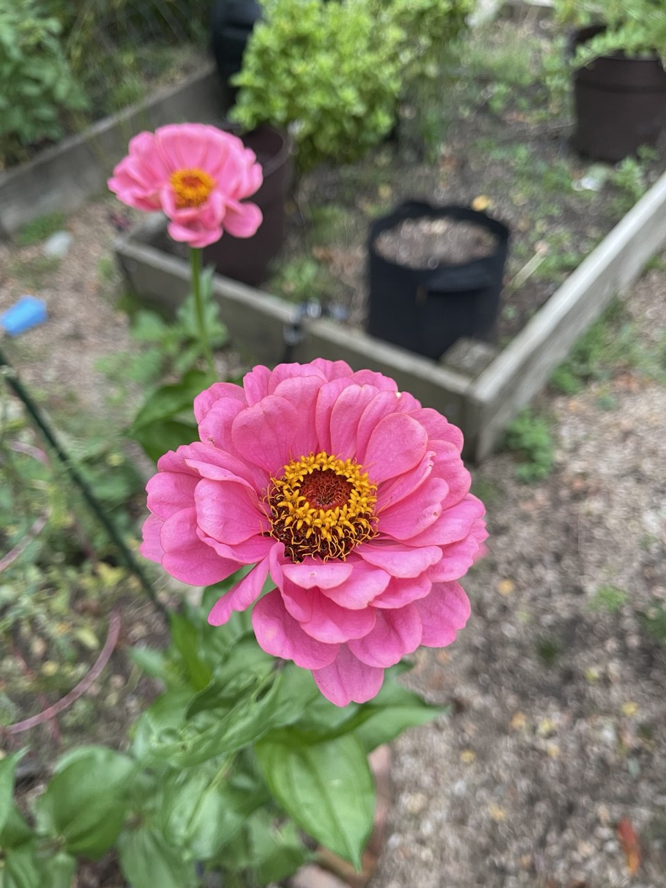 Two pink zinnias in the garden