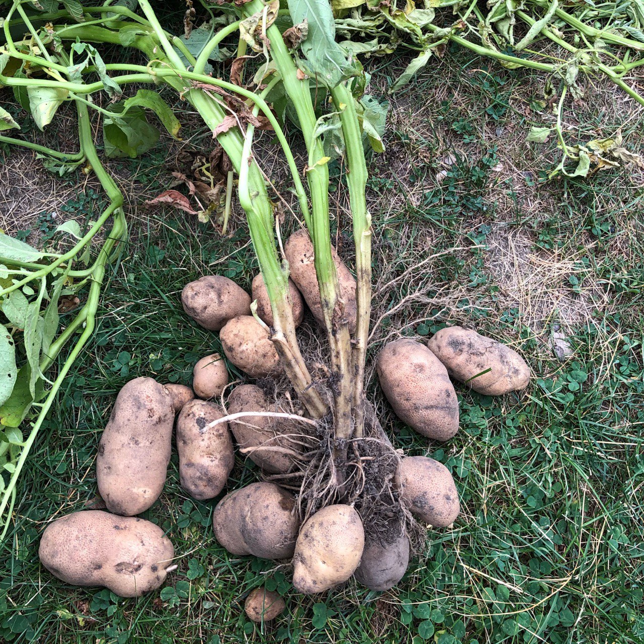 Potato plant pulled with full harvest