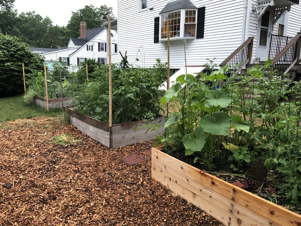 Raised beds mid-summer