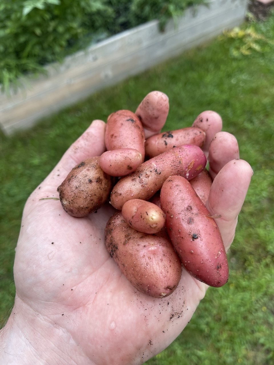 Freshly dug red potatoes still covered in garden soil