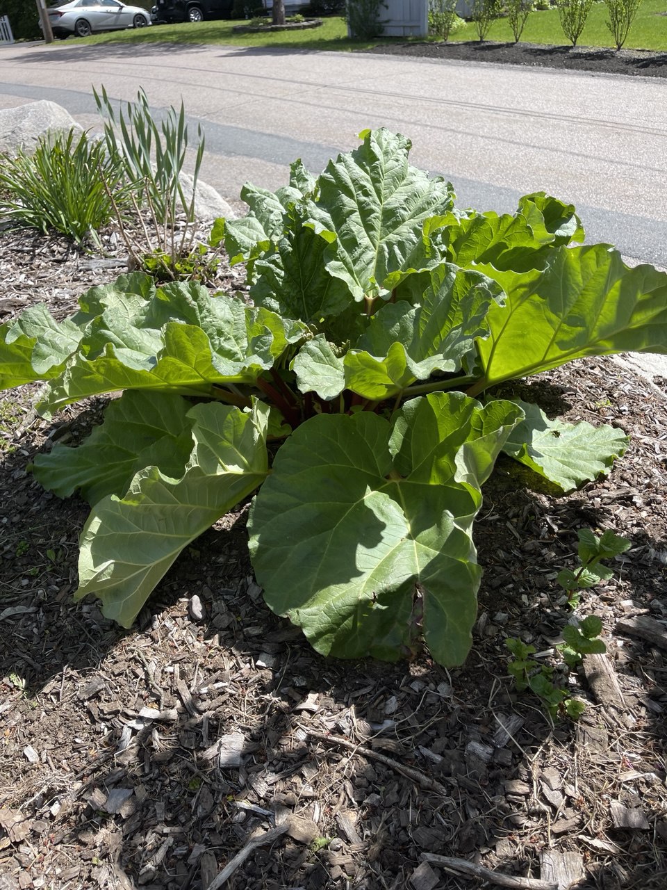 Rhubarb plant in front yard bed