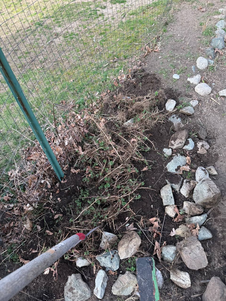 In-ground bed being cleared along a wire fence with a shovel, rock border visible on the right