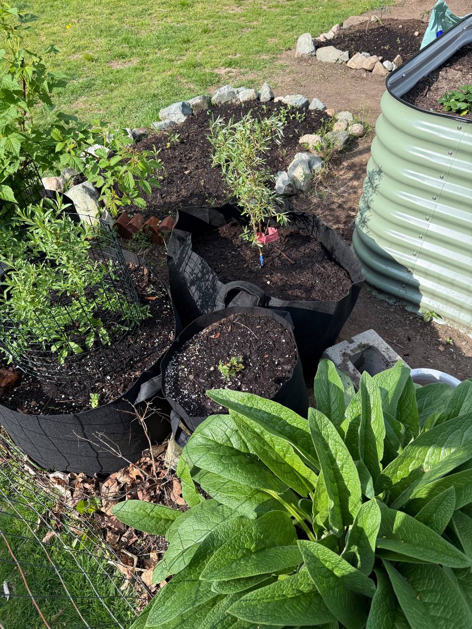 Perennial corner overview with seaberry, comfrey, and Birdies bed