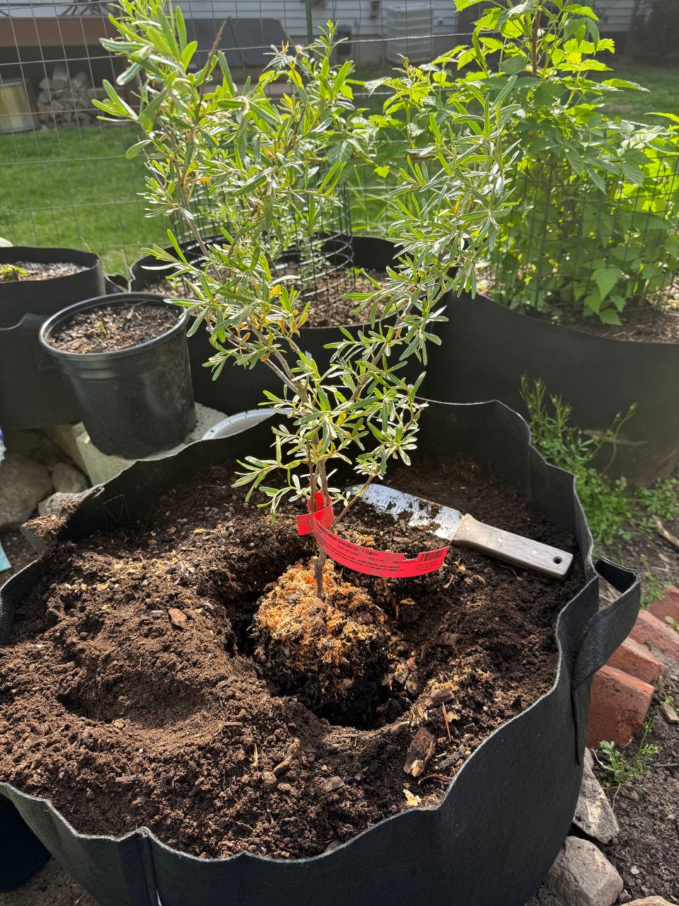 Male seaberry being planted in a large grow bag