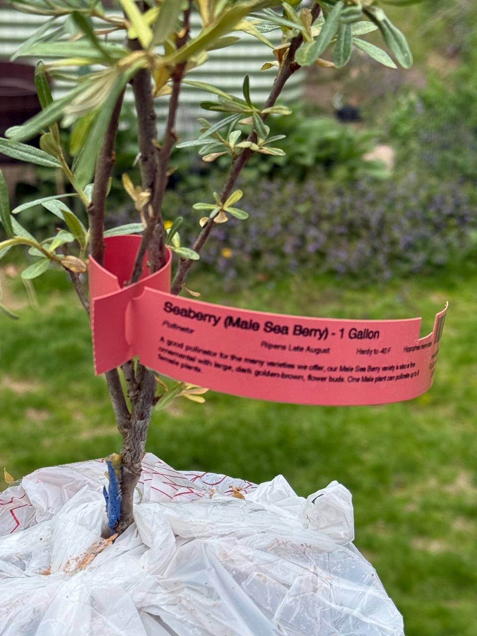 Male seaberry plant with nursery tag