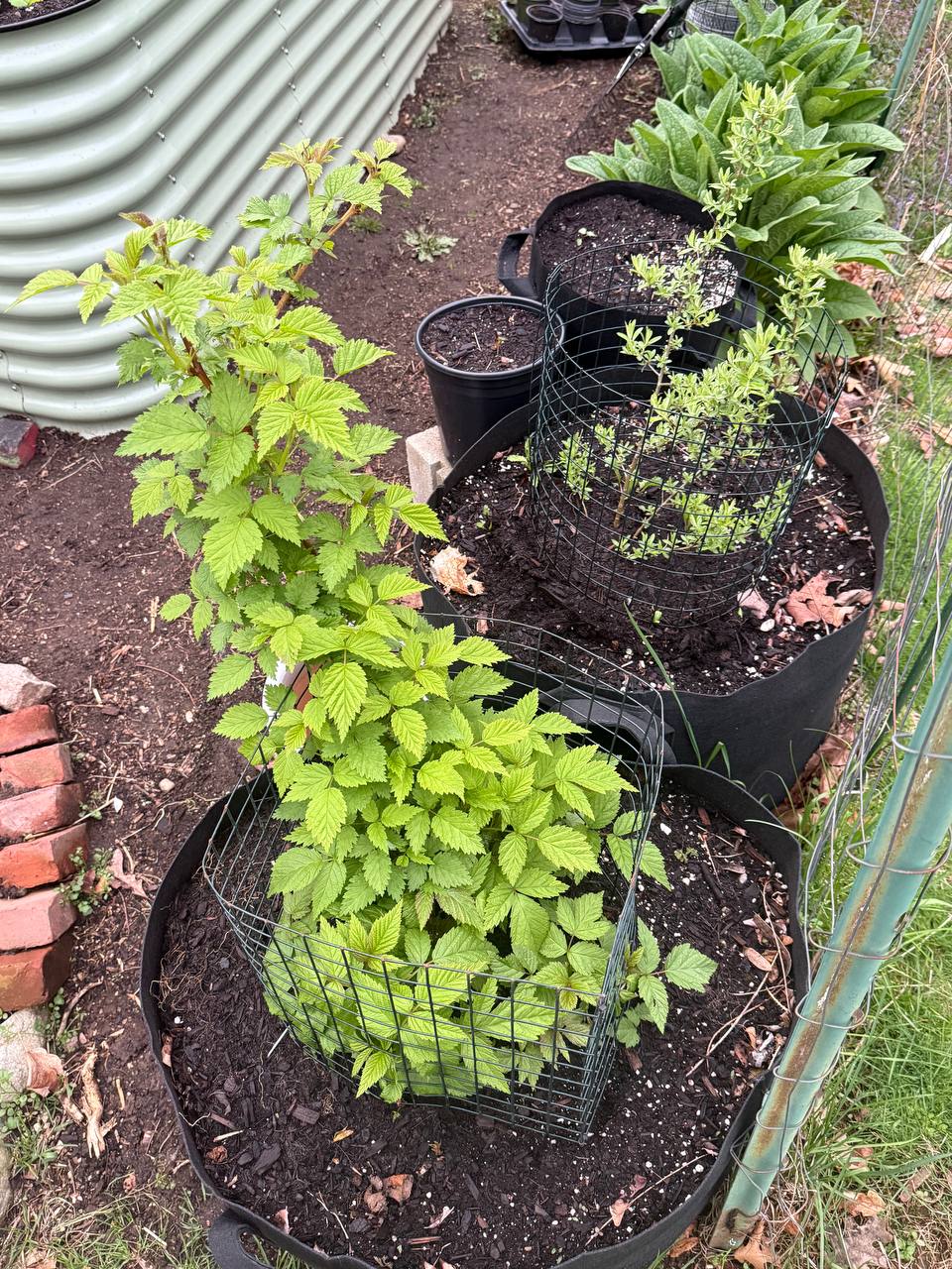 Young boy planting green seedlings into a raised bed with dark soil