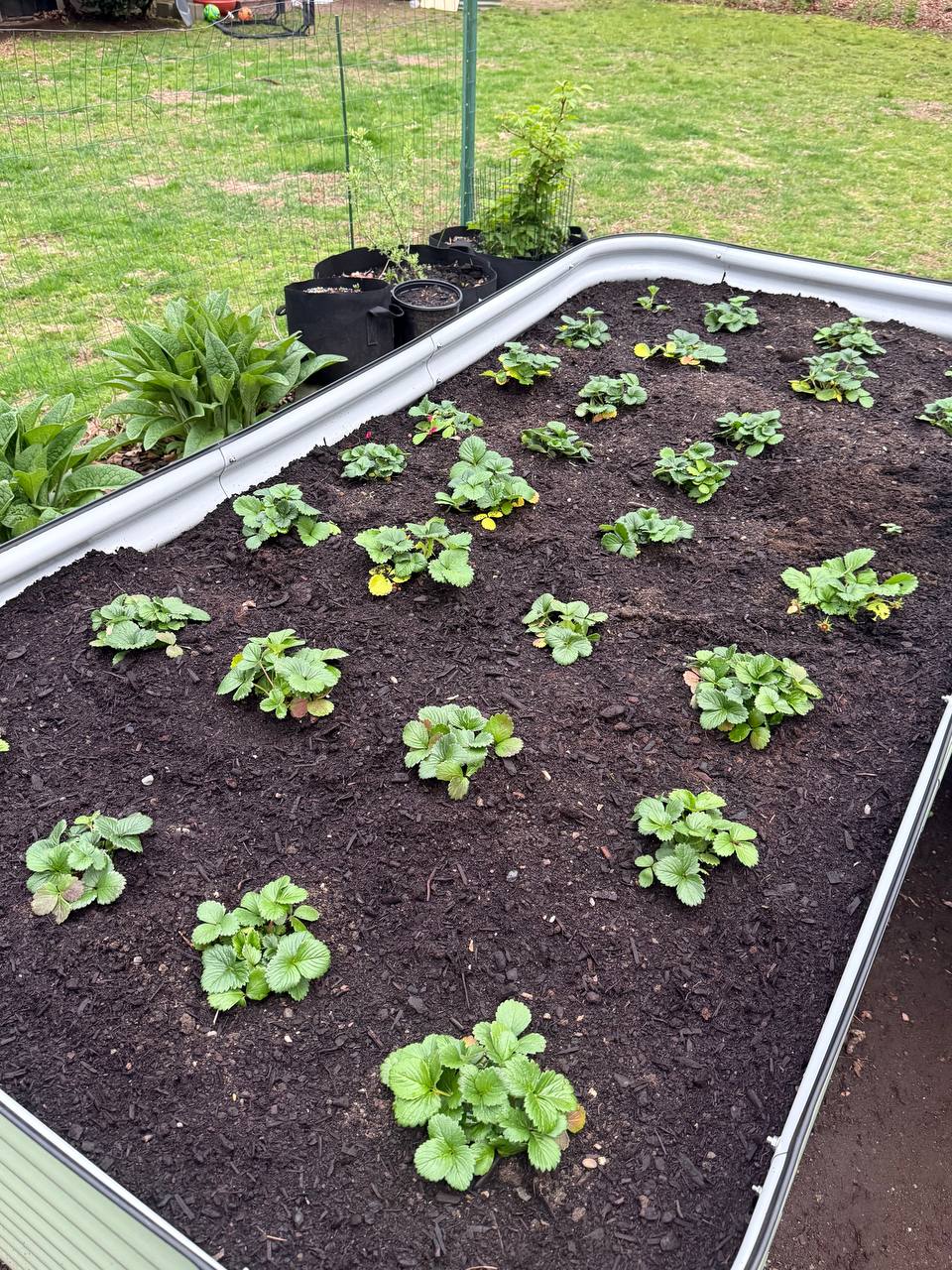Young boy using a small trowel to plant seedlings in a raised bed
