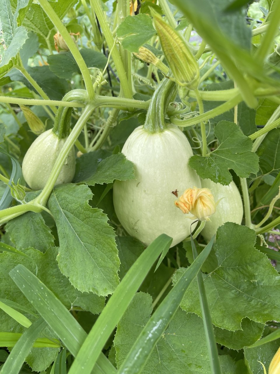 Spaghetti squash on the vine ready for harvest