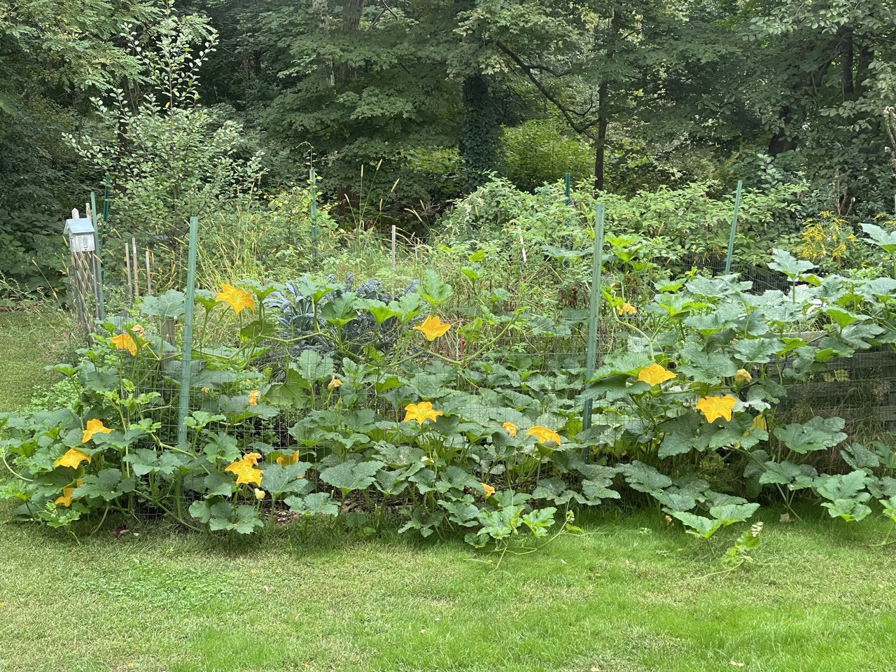 Squash plants in full bloom climbing a wire fence