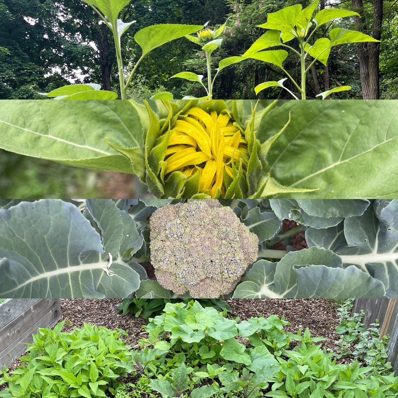 Four-panel garden collage: sunflowers, broccoli, and packed beds
