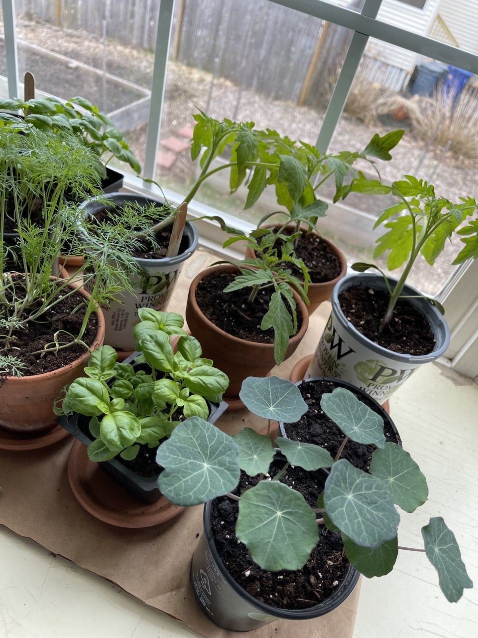 Seedlings on the windowsill