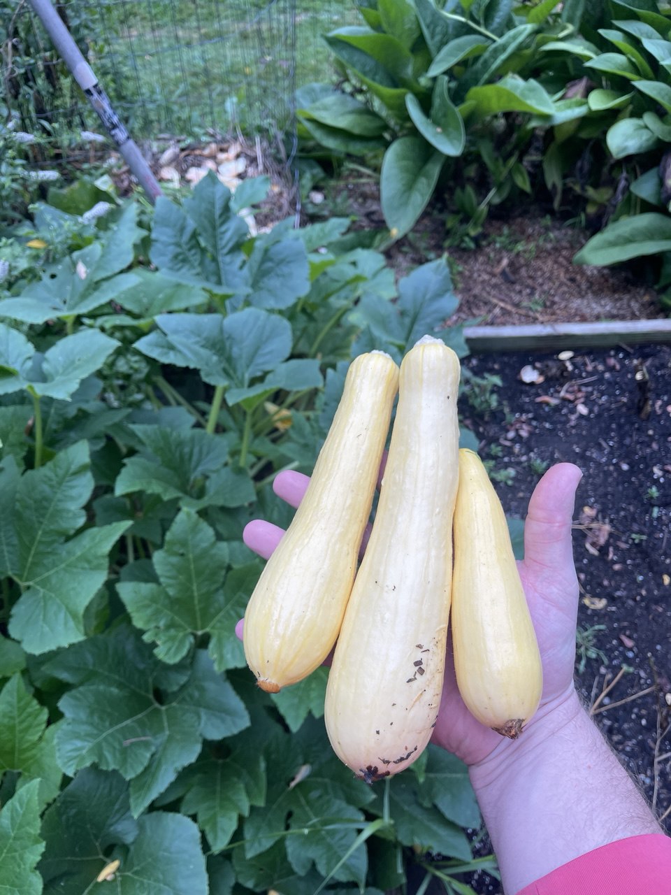 Three yellow summer squash just harvested