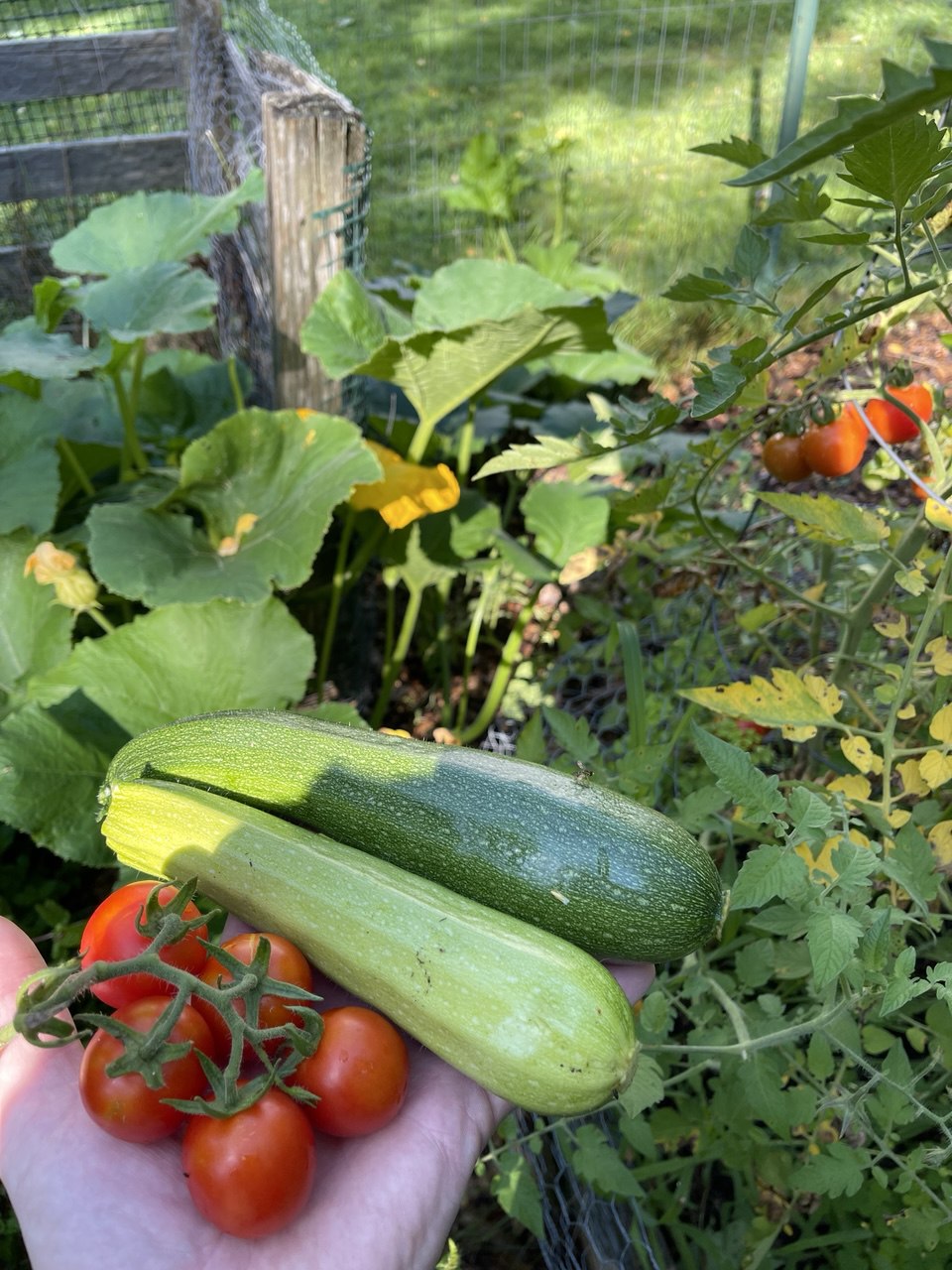 Zucchini and cherry tomatoes harvest